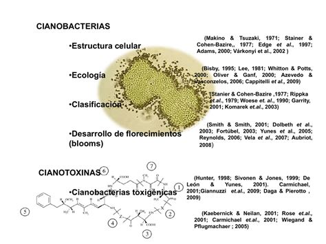 Cianobacterias •estructura Celular •ecología •clasificación