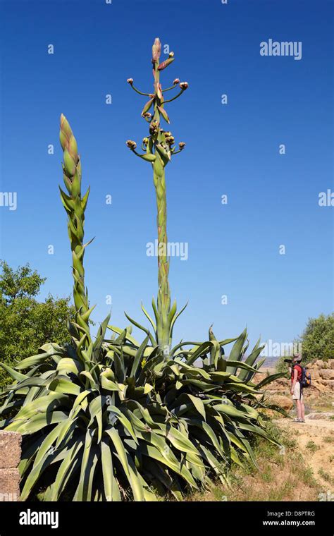 Aloe Vera Plant In Flower Specimens Growing In The Valley Of The