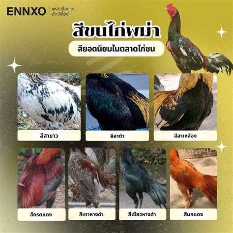 ลักษณะไก่พม่าเก่งๆ ดูยังไง ไก่พม่ามีกี่สายพันธุ์ แบบไหนเก่งลีลาดี | ENNXO