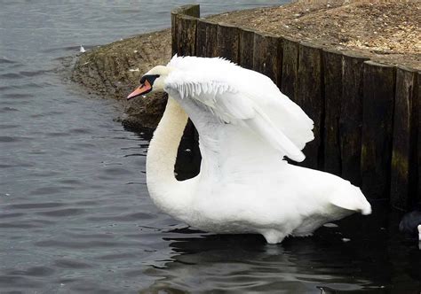 Dorset Allsorts: Abbotsbury Swannery