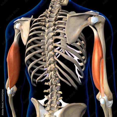 Triceps Brachii Muscles Isolated In Posterior View Human Anatomy