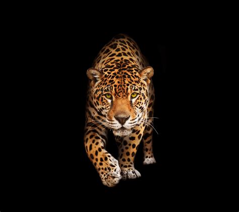 Black Jaguar 4k Wallpapers Top Free Black Jaguar 4k Backgrounds