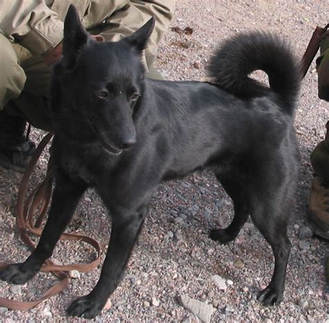 anjing anjing laut seskar wikipedia bahasa melayu ensiklopedia bebas