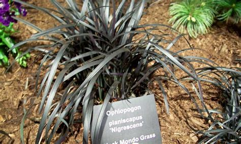 Xeriscape Plants 35 Drought Resistant Options Artofit