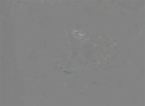 Cam Girl Anal Speculum By M D F