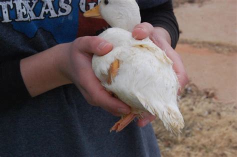 How To Sex Call Ducklings Backyard Chickens Learn How To Raise