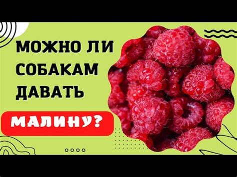 🐕🐾📝 Можно ли собаке есть малину? - YouTube