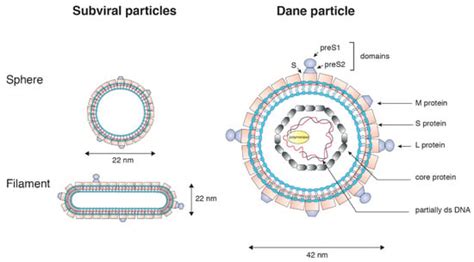 Cells Free Full Text Hepatitis B Virus Entry Into Cells