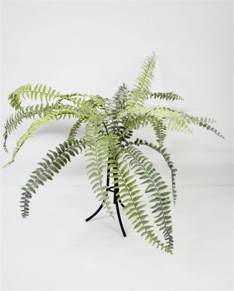 Купить Папоротник, 60 см. по выгодной цене в интернет-магазине OZON.ru ...