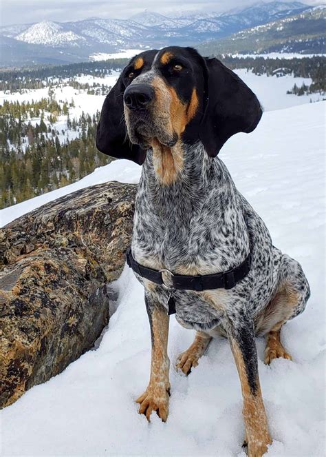 Spotted Dog Breeds: 59 Dogs With Spots (With Pictures)