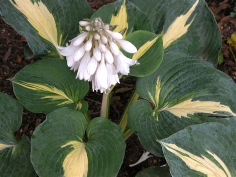 Hosta Thunderbolt