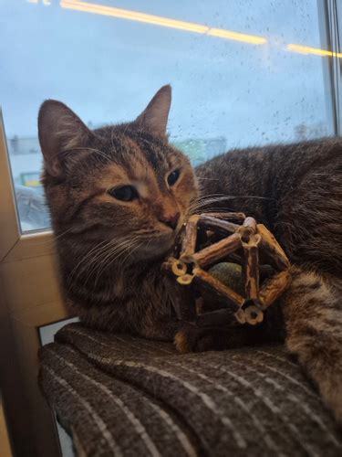 Игрушка для кошек, чистки зубов, шарик мататаби с кошачьей мятой для ...