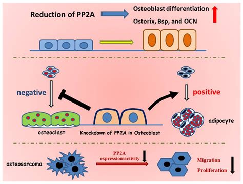 Jcm Free Full Text Role Of Protein Phosphatase 2a In Osteoblast Differentiation And Function