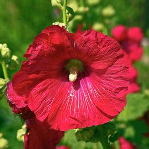 Red Hibiscus Photograph By Sally Weigand Pixels