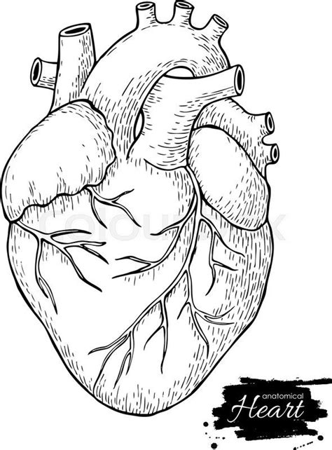 Stock Vector Of Anatomical Human Heart Engraved Detailed Illustration
