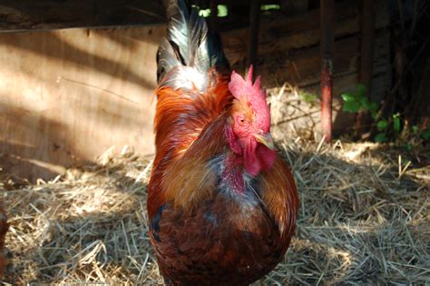 Piddys Bewohner - Fridolin