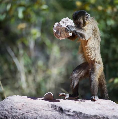 10 Facts About Primates