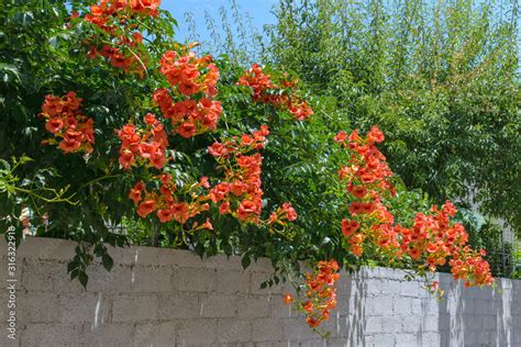 Bignonia Grandiflora Campsis Grandiflora Chinese Trumpet Vine On