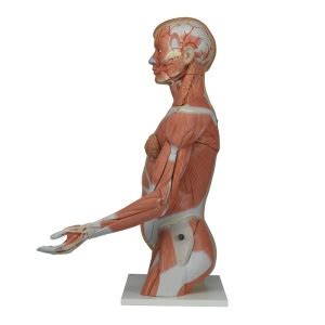 Life Size Dual Sex Torso With Muscle Arm Part MedicalSupplies Co Uk