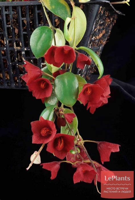 Кодонанта — Сад "КарабаськиныХочушки" — Наталья Галушко (id5610) — на ...