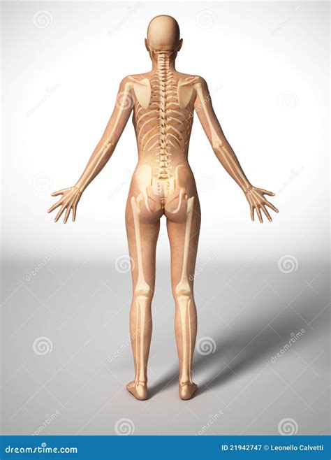 Woman Body with Bone Skeleton, Back View. Stock Illustration