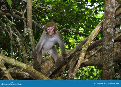 O Rei Staring Do Macaco Em Visitantes Imagem De Stock Imagem De