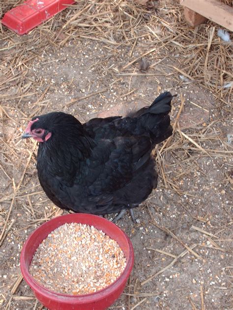 australorps egg color 6