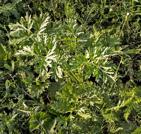 Closeup Of Fresh Growing Sweet Wormwood Artemisia Annua Sweet Annie Annual Mugwort Grasses In