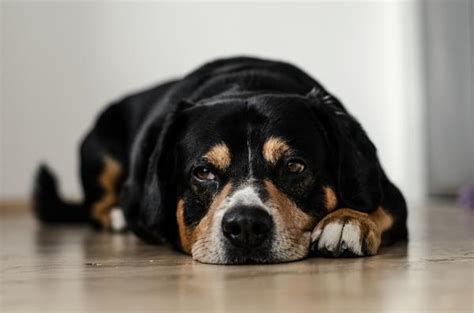 Vermes Intestinais Em Cachorros Sintomas E Tratamento