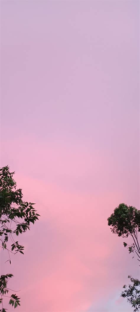 Pinky Sky In