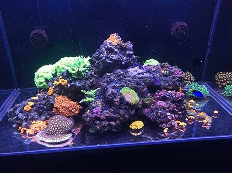 Bare Bottom Reef Tank Pros Cons Reef Tank Resource