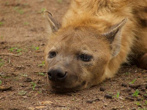 Young male spotted hyena stock image. Image of chordata - 60822413