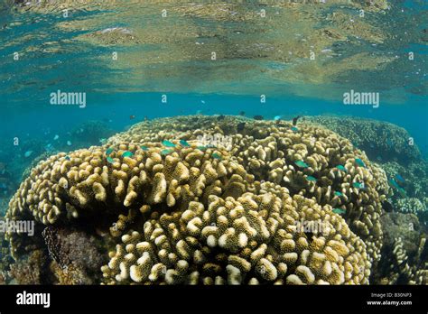 Corals In Bikini Lagoon Marshall Islands Bikini Atoll Micronesia