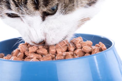 17 Best Wet Cat Foods Of 2024 Approved By Vets Vetstreet Vetstreet