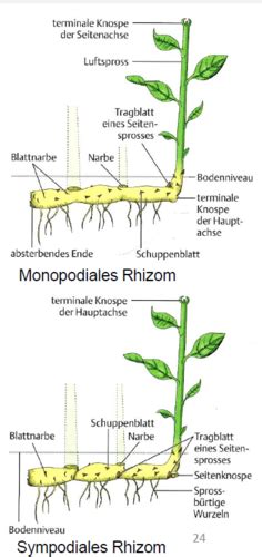 Bau Der Vegetativen Teile Sprossachse Blatt Spross Wurzel