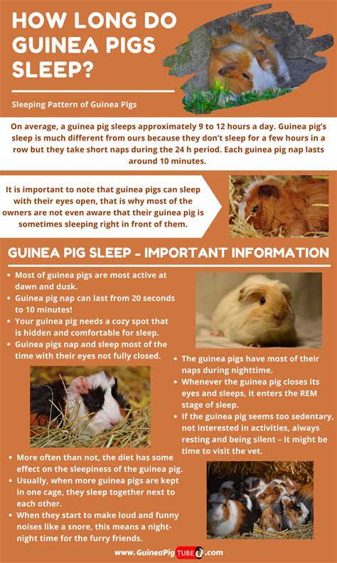 tips for guinea pig scared cheap 8