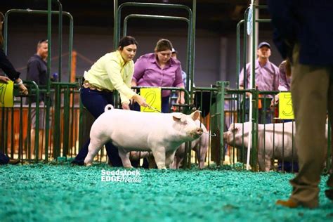 Njss Chester White Barrow Show National Swine Registry