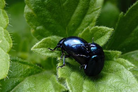 Sexo Anal As Maiores Mentiras Que Se Contam Sobre Esta Pr Tica