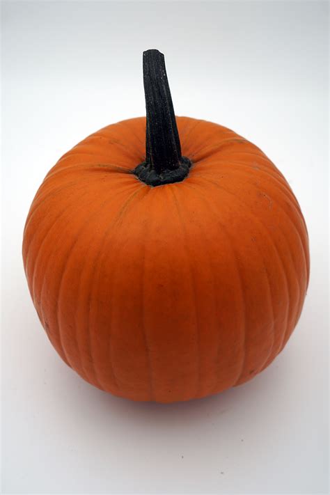 Terrafin F1 – 20 st – Olssons Frö