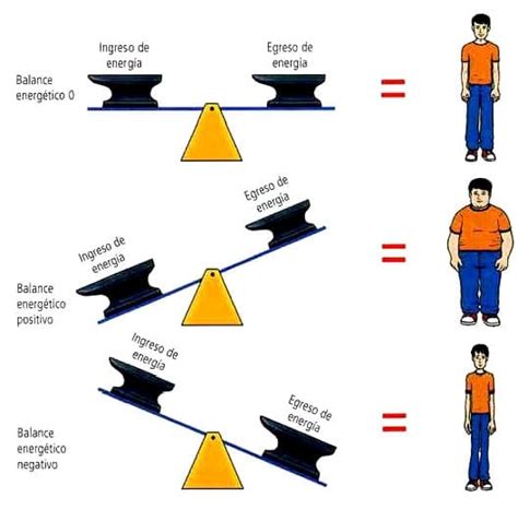 Balance Energético Blog De Biología