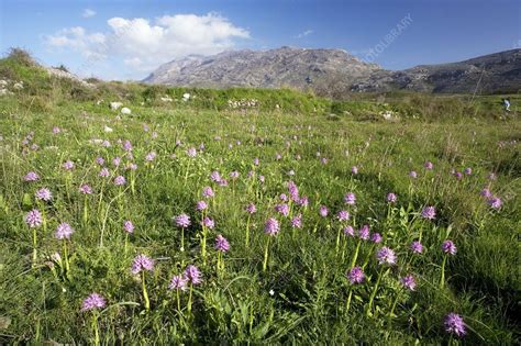 Naked Man Orchids Orchis Italica Stock Image C Science Photo Library