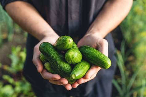 Secretos Del Cultivo Exitoso De Pepinos Consejos De Un Horticultor