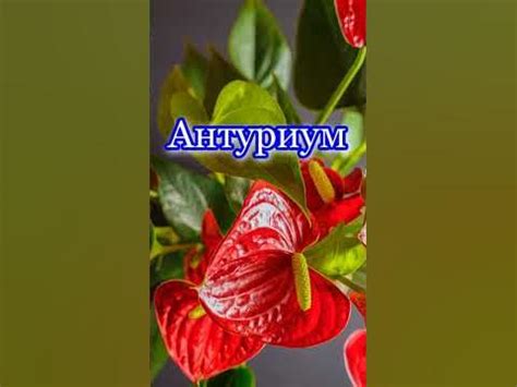 Мужское счастье-цветок #shorts - YouTube