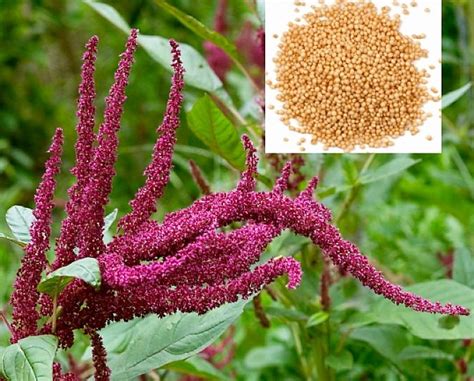 Planting And Growing Guide For Amaranth Amaranthus Caudatus