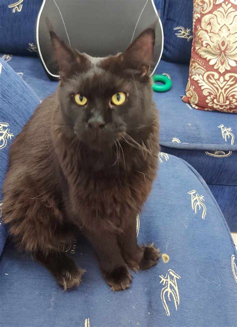 Безумный Зоолог — LiveJournal