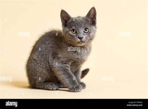 Purebred Cat, Russian Blue, Kitten, 9 weeks Stock Photo - Alamy