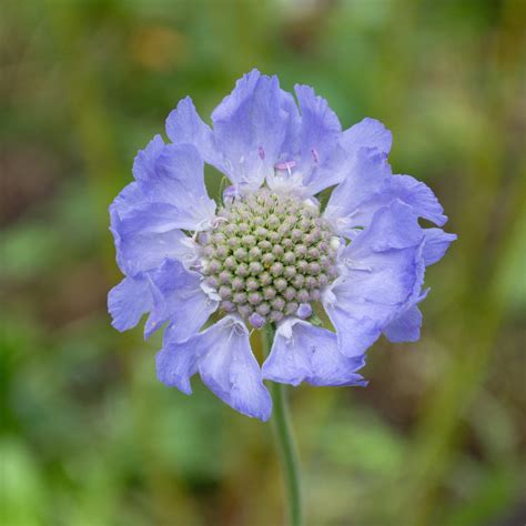 Scabiosa 'Fama Blue' – Hills Perennials