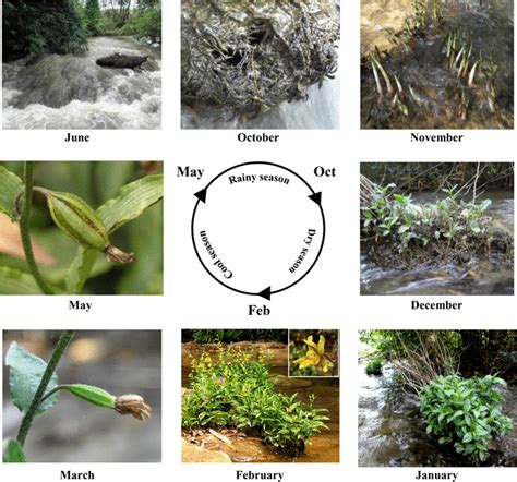 Life Cycle Of Epipactis Flava In Its Natural Habitat Huai Tham Suea