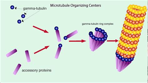 Microtubules (Structure and Function) - YouTube