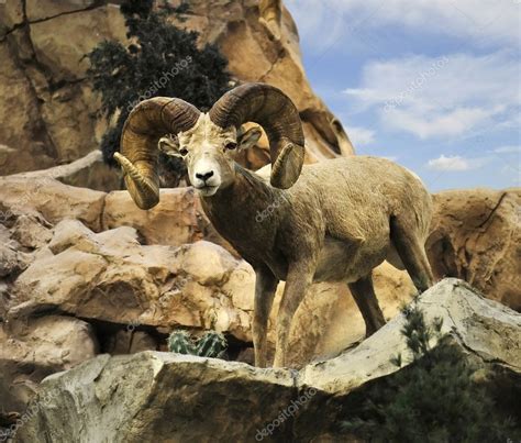 Desert Bighorn Sheep — Stock Photo © svetas #6739543